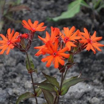 Lychnis x arkwrightii 'Vesuvius'