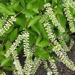 Itea virginica 'Henry's Garnet' - Bloemwilg