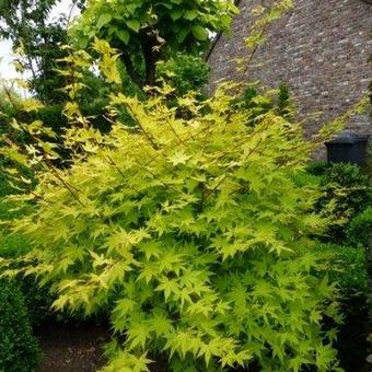 Acer palmatum 'Mikawa yatsubusa'