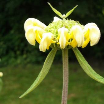 Phlomis russeliana