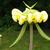 Phlomis russeliana