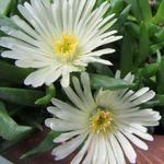 Delosperma congestum 'Alba' - IJsbloem - Delosperma congestum 'Alba'