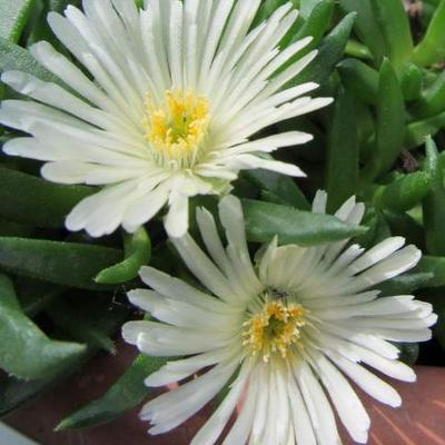 Delosperma congestum 'Alba' - IJsbloem