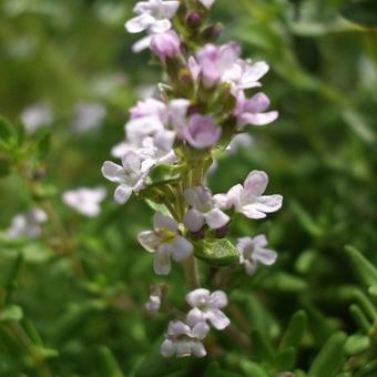 Thymus 'Duftkissen'