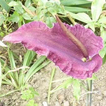 Dracunculus vulgaris