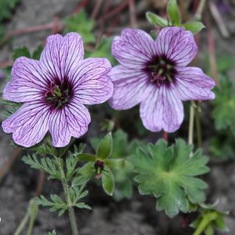 Geranium cinereum 'Ballerina'