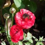 Ranunculus asiaticus - Perzische ranonkel