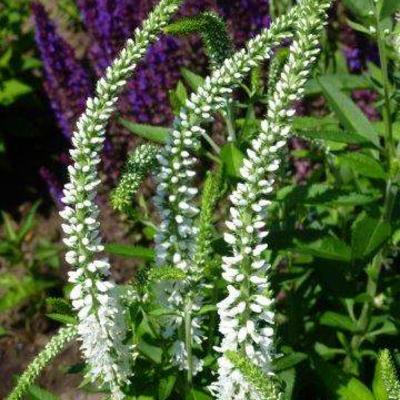 Ereprijs - Veronica longifolia 'Schneeriesin'