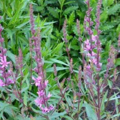 Kattenstaart - Lythrum salicaria 'Lady Sackville'