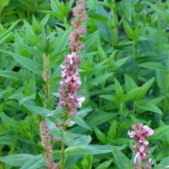 Lythrum salicaria 'Blush'