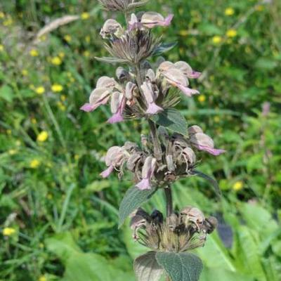 Brandkruid - Phlomis samia