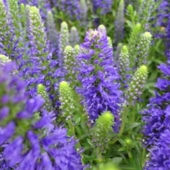 Veronica spicata 'Inspire Blue'