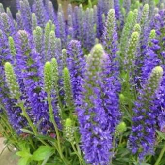 Veronica spicata 'Inspire Blue'