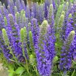 Veronica spicata 'Inspire Blue' - Ereprijs