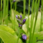 Hosta 'Boyz Toy' - Hartlelie