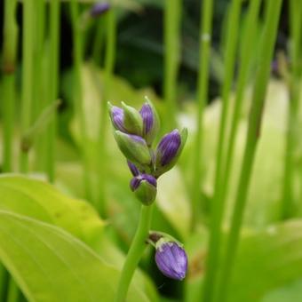 Hosta 'Boyz Toy'