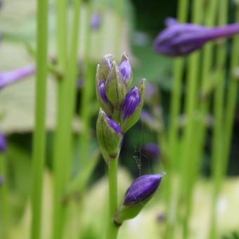 Hosta 'Boyz Toy'