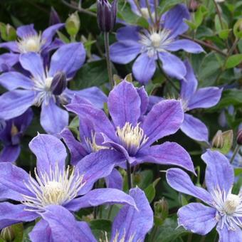 Clematis integrifolia  'Arabella'