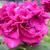 Rosa 'William Shakespeare 2000'