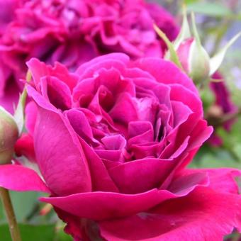 Rosa 'William Shakespeare 2000'