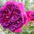 Rosa 'William Shakespeare 2000'