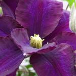 Clematis 'Warszawska Nike' - Bosrank