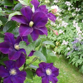 Clematis 'Warszawska Nike'