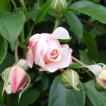 Rosa 'Ginger Syllabub'