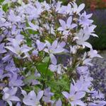 Campanula lactiflora 'Senior' - Klokjesbloem