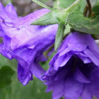 Campanula trachelium 'Bernice'