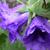 Campanula trachelium 'Bernice'