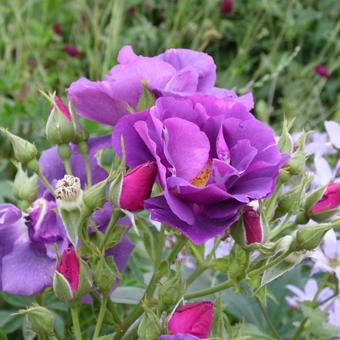 Rosa 'Rhapsody in Blue'