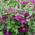 Clematis 'Westerplatte' - Bosrank