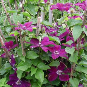 Clematis 'Westerplatte'