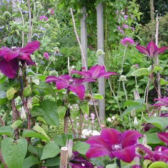 Clematis 'Westerplatte'