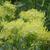 Thalictrum flavum