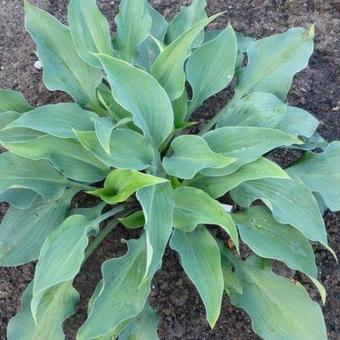 Hosta 'Dewed Steel'