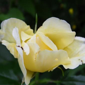 Rosa 'Leverkusen'