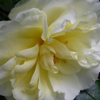 Rosa 'Leverkusen'