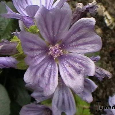 Groot kaasjeskruid - Malva sylvestris 'Primley Blue'