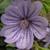 Malva sylvestris 'Primley Blue'