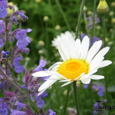 Kamille - Anthemis x hybrida 'Sauce Hollandaise'