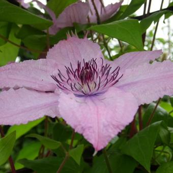 Clematis 'Hagley Hybrid'