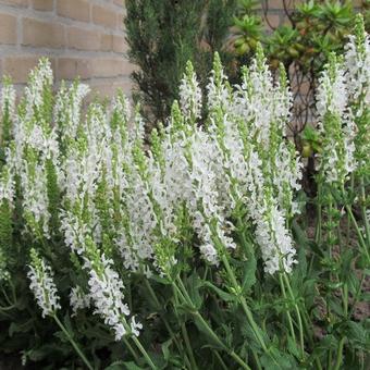 Salvia nemorosa 'Schneehügel'