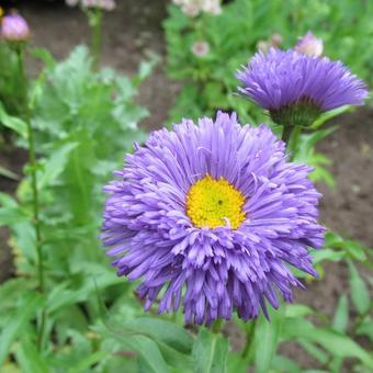 Erigeron 'Azurfee'