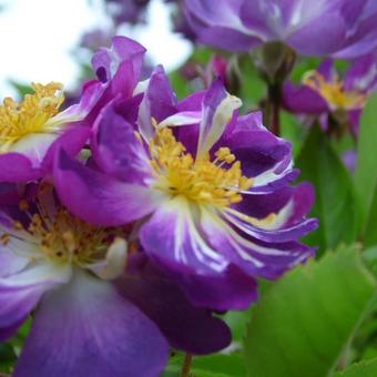 Rosa 'Veilchenblau'