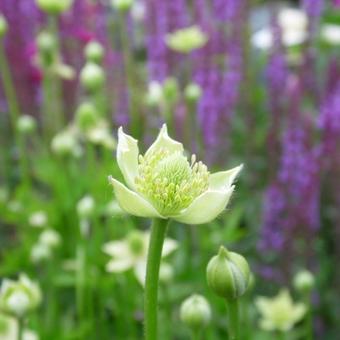 Anemone cylindrica