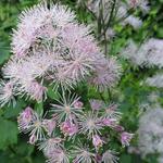 Thalictrum aquilegifolium 'Purpureum' - Ruit