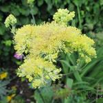 Thalictrum aquilegifolium 'Gold Lace' - Ruit