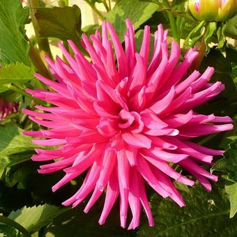 Dahlia 'Purple Gem'